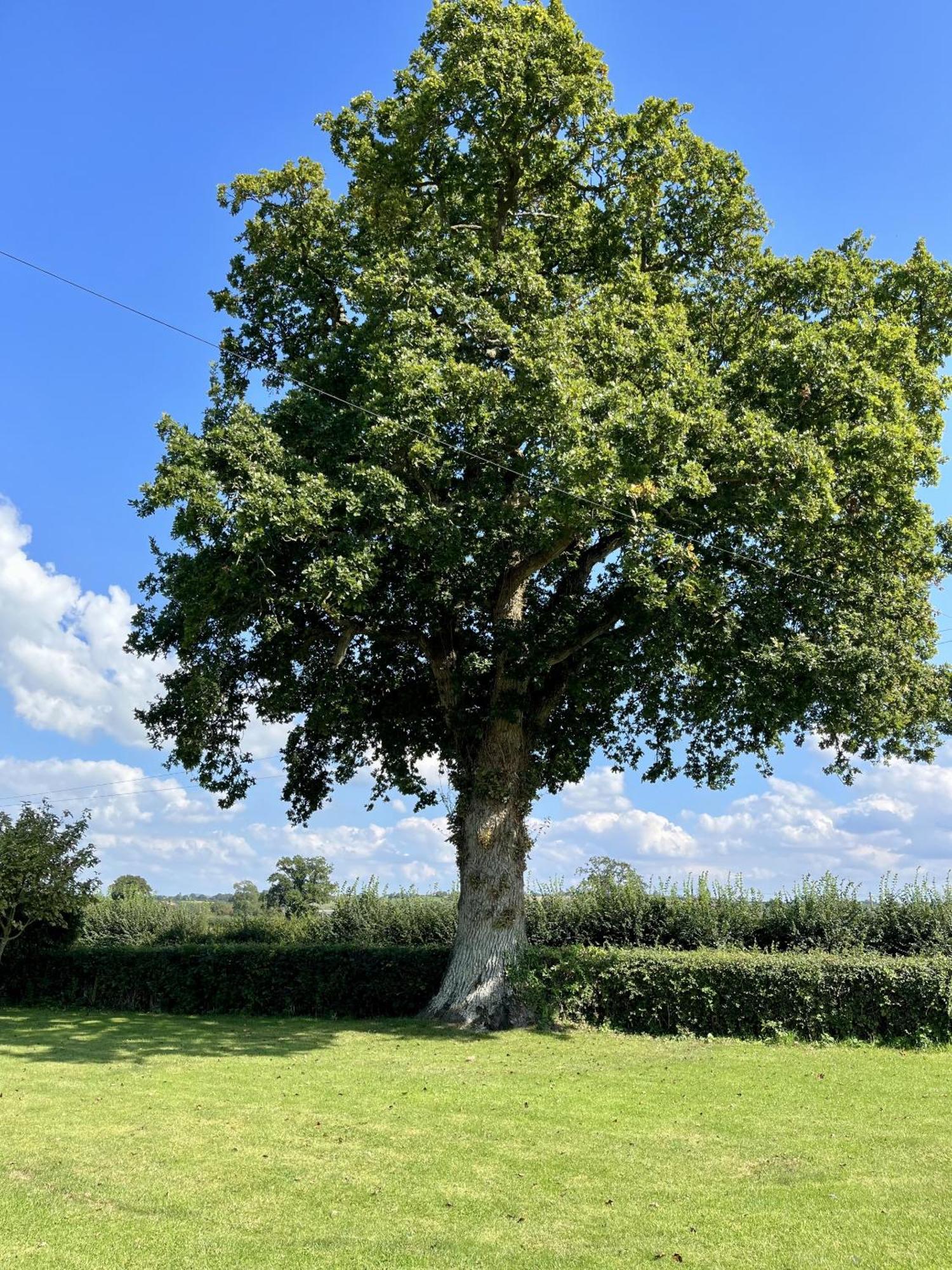 Priors Oak - A Cosy Studio With Countryside Views In Dorset Stalbridge Luaran gambar